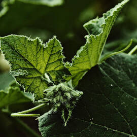 Vegetative Dragon by Sue Capuano