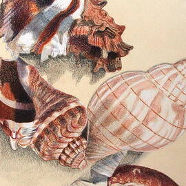 Vertical Conch Shells by Glenda Zuckerman