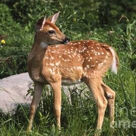 Watching For Mom by Sandra Bronstein