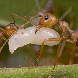 Weaver Ant Worker Pair With Larvae by Piotr Naskrecki