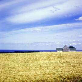 Wheat Field by David Chapman