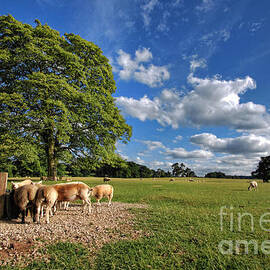 Where The Sheeps Have No Name by Yhun Suarez