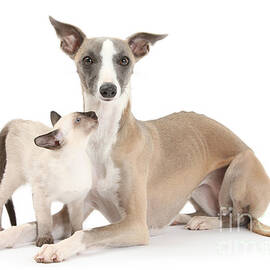 Whippet And Siamese Kitten by Mark Taylor