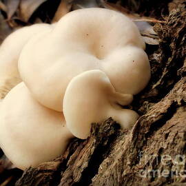 White Cloud Mushrooms