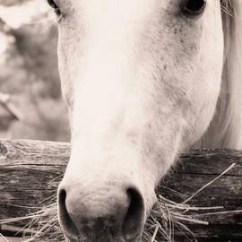 White Horse 2