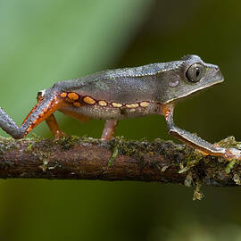 White Lined Monkey Frog  Guyana