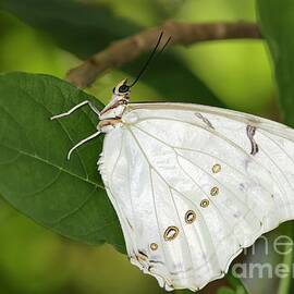 White Morpho Butterfly by Sabrina L Ryan