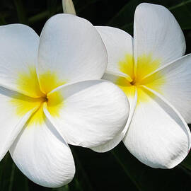 White Plumerias