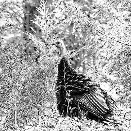 Wild Turkey in Black and White by Maciek Froncisz