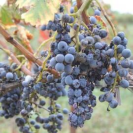 Wine Grapes in Provence
