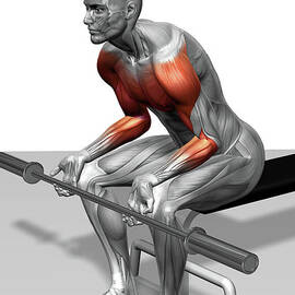 Wrist Curl (part 2 Of 2) by MedicalRF.com