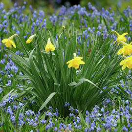 Yellow and Blue Flowers