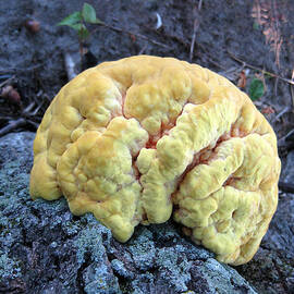 Yellow Brain Mushroom by Charles Dancik