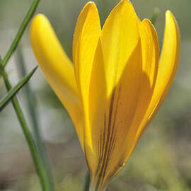Yellow crocus in spring by Matthias Hauser