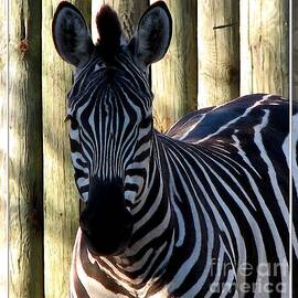 Zebra with Watercolor Effect