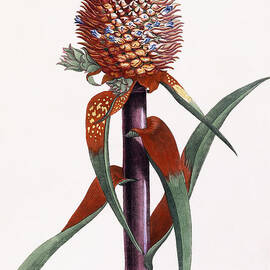 Ananas  Pineapple  by Georg Dionysius Ehret