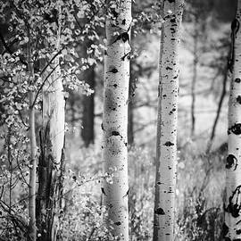 Aspen trees in black and white by Vishwanath Bhat