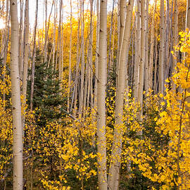 Aspens In Autumn 10 - Santa Fe National Forest New Mexico by Brian Harig