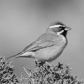 Black-throated Sparrow in BW by Jurgen Lorenzen