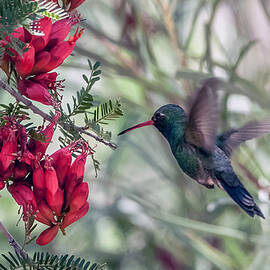 Broad-billed Hummingbird by Tam Ryan