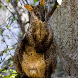 Brush-tailed Rock Wallaby by B. G. Thomson