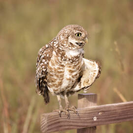 Cape Coral Burrowing Owl