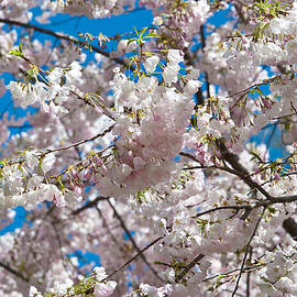 Cherry Blossom by Sebastian Musial