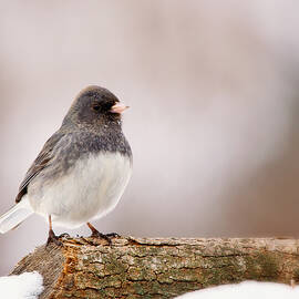 Dark-eyed Junco by Al  Mueller