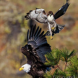 David and Goliath by Michael Dawson