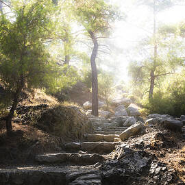 enchanted forest by Joana Kruse