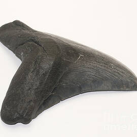 Fossilized Shark Tooth by Scott Camazine