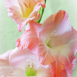 Gladiolus by Daniel Csoka