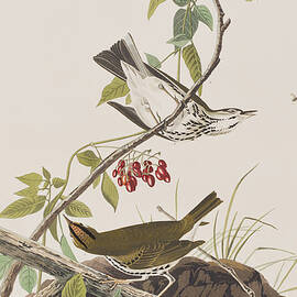 Golden Crowned Thrush by John James Audubon