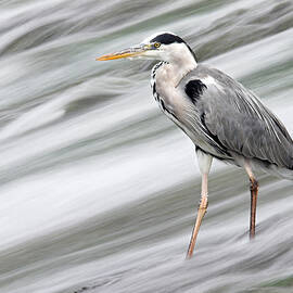 Grey Heron fishing in Annacotty waterfall Ireland  by Pierre Leclerc Photography