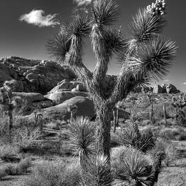 Joshua Tree and Cloud by Peter Tellone