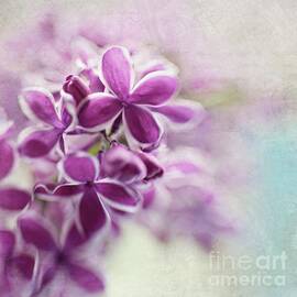 Lilacs by Sylvia Cook