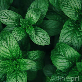 Mint green leaves pattern background by Jelena Jovanovic