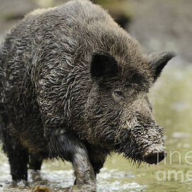 Muddy Boar In Puddle by David & Micha Sheldon