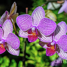 Orchid