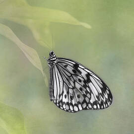 Paper Kite Butterfly by Kim Hojnacki