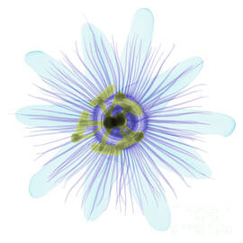 Passion Flower, X-ray by Ted Kinsman