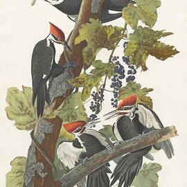 Pileated Woodpecker by John James Audubon