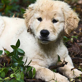 Puppy Resting by Sally Weigand