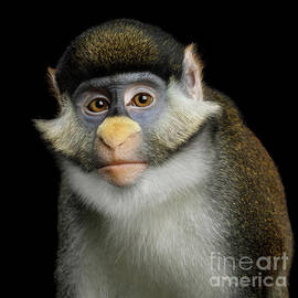 Red-tailed Monkey by Sergei Taran