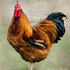 Rooster  by Linsey Williams