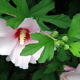 Rose of Sharon by Jean Hall