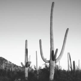 Saguaro Cactus  by Mountain Dreams