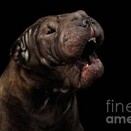 Sharpei Dog Isolated on Black Background by Sergei Taran