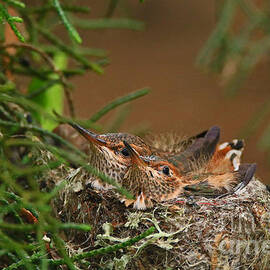 Sitting Pretty by Craig Corwin