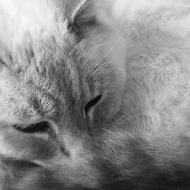 Sleepy by Edward Smith